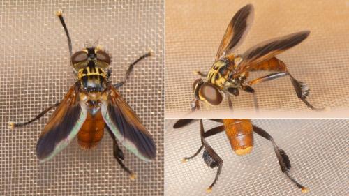 Trichopoda pictipennis